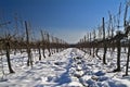 Vineyard in snow