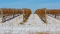 Vineyard Snow Cold Royalty Free Stock Photo