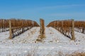 Vineyard Snow Cover Royalty Free Stock Photo