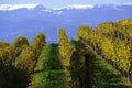 Vineyard snow mountain Royalty Free Stock Photo