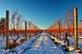 Vineyard in the snow Royalty Free Stock Photo