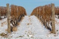 Vineyard Snow Winter Royalty Free Stock Photo