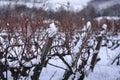 Vineyard with snow during winter Royalty Free Stock Photo