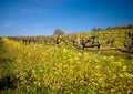 Vineyard in Sonoma, California Royalty Free Stock Photo