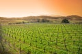 Vineyard in Sonoma, California Royalty Free Stock Photo