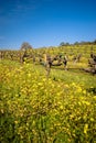 Vineyard in Sonoma, California. Royalty Free Stock Photo