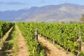 Vineyard in South African Western Cape Royalty Free Stock Photo