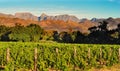 Vineyard in South African Western Cape Royalty Free Stock Photo