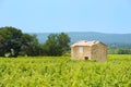 Vineyard in south-France