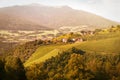 Vineyard in South Tyrol, Italy