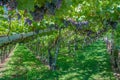 Vineyard,south Tyrolean Wine Route,Merano,Italy