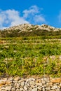 Vineyard on the southern slopes of the Peljesac peninsula