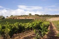 Vineyard in Spain Royalty Free Stock Photo