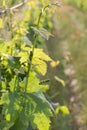 Vineyard in spring, close up, Salento, Apulia region, Italy