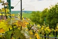 Vineyard in spring. Close-up. Viniculture and winery concept