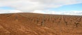 Vineyard in Spring