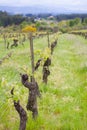 Vineyard in spring