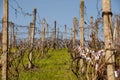 Vineyard in spring Royalty Free Stock Photo