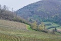 Vineyard in springtime at the Euganean Hills near Este, Padua Royalty Free Stock Photo