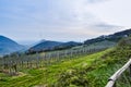 Vineyard in springtime at the Euganean Hills near Este, Padua Royalty Free Stock Photo