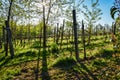 Vineyard in springtime at the Euganean Hills near Este, Padua Royalty Free Stock Photo