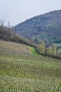 Vineyard in springtime at the Euganean Hills near Este, Padua Royalty Free Stock Photo