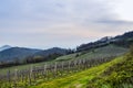 Vineyard in springtime at the Euganean Hills near Este, Padua Royalty Free Stock Photo