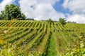 Vineyard in springtime 4 Royalty Free Stock Photo