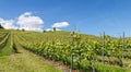 Vineyard in springtime 6 Royalty Free Stock Photo