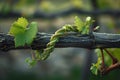 Vineyard in springtime with young green grape leaves, close up. Royalty Free Stock Photo