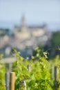 Vineyard at Sring and village of Saint-Emilion Royalty Free Stock Photo