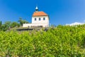 Vineyard of st.Klara near Chateau Troja, Prague, Czech Republic Royalty Free Stock Photo