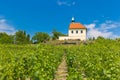 Vineyard of st.Klara near Chateau Troja, Prague, Czech Republic Royalty Free Stock Photo