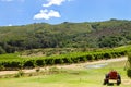 Vineyard - Stellenbosch - South Africa Royalty Free Stock Photo