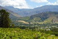 Vineyard - Stellenbosch - South Africa