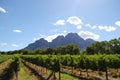 Vineyard - Stellenbosch - South Africa Royalty Free Stock Photo