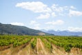 Vineyard - Stellenbosch - South Africa