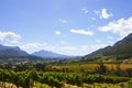 Vineyard - Stellenbosch - South Africa Royalty Free Stock Photo