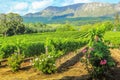 Vineyard of Stellenbosch Royalty Free Stock Photo