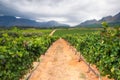 Vineyard - Stellenbosch, Western Cape, South Africa Royalty Free Stock Photo