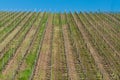Vineyard stripes and blue sky Royalty Free Stock Photo
