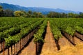 Vineyard in summer Royalty Free Stock Photo