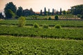 Vineyard in Franciacorta, Brescia, Lombardy, Italy