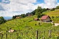 vineyard in summer with house and blue sky Royalty Free Stock Photo