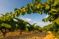 Vineyard at La Rioja, Spain Royalty Free Stock Photo