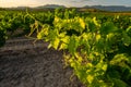 Vineyard at La Rioja, Spain Royalty Free Stock Photo