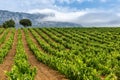 Vineyard in summer at Rioja Alavesa, Basque Country, Spain Royalty Free Stock Photo