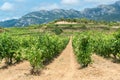 Vineyard in summer at Rioja Alavesa, Basque Country, Spain Royalty Free Stock Photo