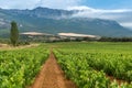 Vineyard in summer at Rioja Alavesa, Basque Country, Spain Royalty Free Stock Photo