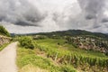 Vineyard in the summer, Staufen, Schwarzwald